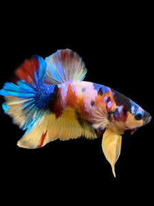 Male Halfmoon Plakat - Multicolor #0075 - Live Betta Fish