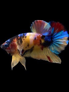 Male Halfmoon Plakat - Multicolor #0075 - Live Betta Fish