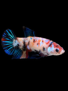 Female Halfmoon Plakat - Galaxy #0076 - Live Betta Fish