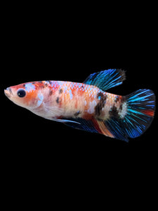 Female Halfmoon Plakat - Galaxy #0076 - Live Betta Fish