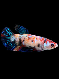 Female Halfmoon Plakat - Galaxy #0076 - Live Betta Fish