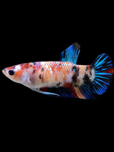 Female Halfmoon Plakat - Galaxy #0076 - Live Betta Fish