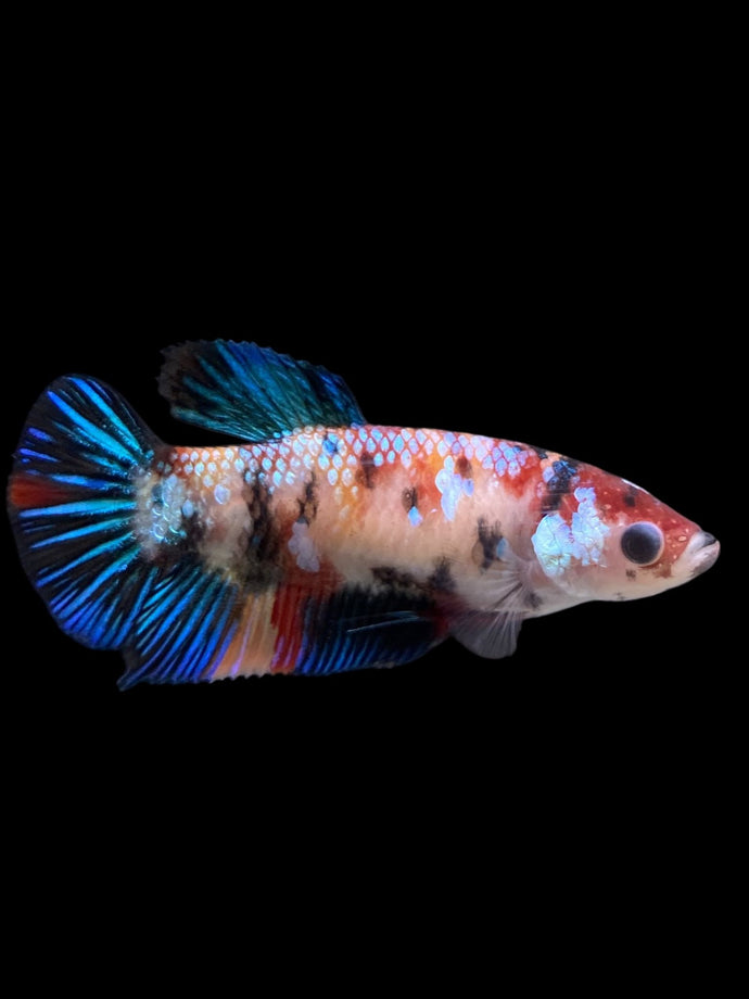 Female Halfmoon Plakat - Galaxy #0076 - Live Betta Fish