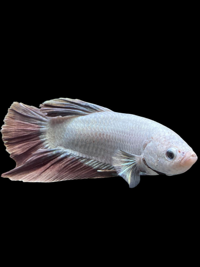 GIANT Male Halfmoon Plakat - Metalic Purple #0077 - Live Betta Fish