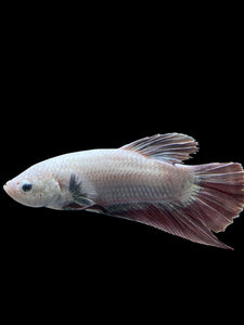 GIANT Male Halfmoon Plakat - Metalic Purple #0077 - Live Betta Fish