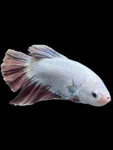 GIANT Male Halfmoon Plakat - Metalic Purple #0077 - Live Betta Fish