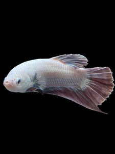 GIANT Male Halfmoon Plakat - Metalic Purple #0077 - Live Betta Fish