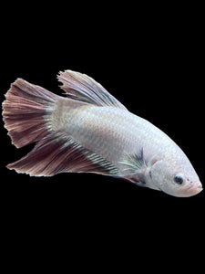 GIANT Male Halfmoon Plakat - Metalic Purple #0077 - Live Betta Fish