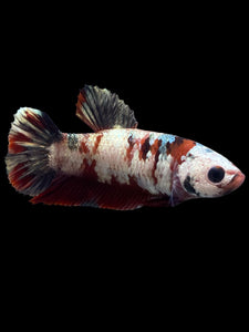 Female Halfmoon Plakat - Red Koi Copper #0078 - Live Betta Fish