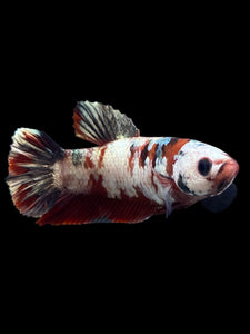 Female Halfmoon Plakat - Red Koi Copper #0078 - Live Betta Fish