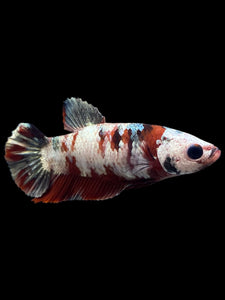 Female Halfmoon Plakat - Red Koi Copper #0078 - Live Betta Fish