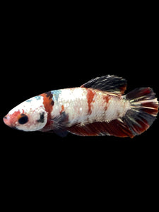 Female Halfmoon Plakat - Red Koi Copper #0078 - Live Betta Fish