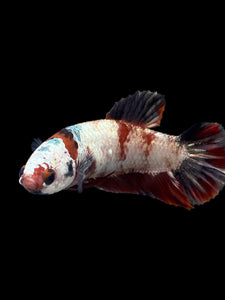 Female Halfmoon Plakat - Red Koi Copper #0078 - Live Betta Fish