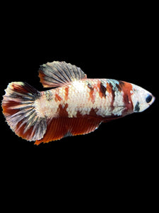 Female Halfmoon Plakat - Red Koi Copper #0078 - Live Betta Fish