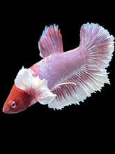 Load image into Gallery viewer, Male Halfmoon Plakat - Purple Dumbo #007 - Live Betta Fish
