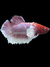 Load image into Gallery viewer, Male Halfmoon Plakat - Purple Dumbo #007 - Live Betta Fish

