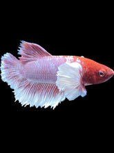 Load image into Gallery viewer, Male Halfmoon Plakat - Purple Dumbo #007 - Live Betta Fish
