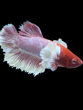 Load image into Gallery viewer, Male Halfmoon Plakat - Purple Dumbo #007 - Live Betta Fish
