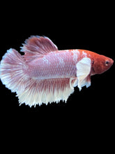 Load image into Gallery viewer, Male Halfmoon Plakat - Purple Dumbo #007 - Live Betta Fish
