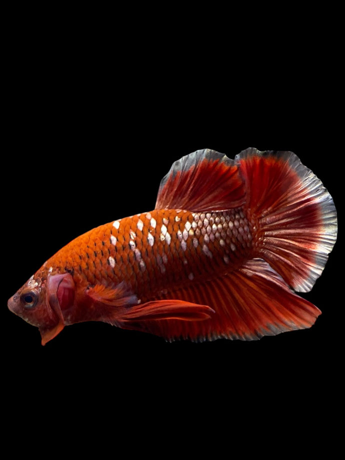 Male Halfmoon Plakat - Red Gold Glitter #0080 - Live Betta Fish