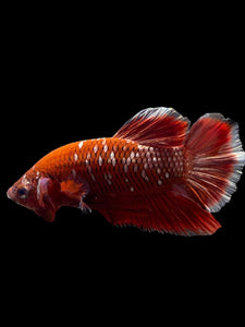 Male Halfmoon Plakat - Red Gold Glitter #0080 - Live Betta Fish