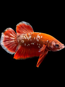 Male Halfmoon Plakat - Red Gold Glitter #0080 - Live Betta Fish