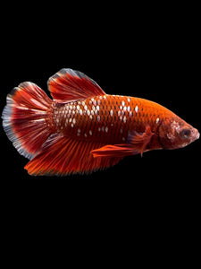 Male Halfmoon Plakat - Red Gold Glitter #0080 - Live Betta Fish