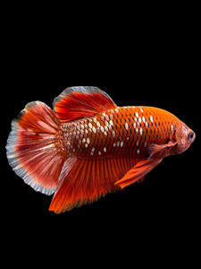 Male Halfmoon Plakat - Red Gold Glitter #0080 - Live Betta Fish