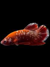 Load image into Gallery viewer, Male Halfmoon Plakat - Red Gold Glitter #0080 - Live Betta Fish
