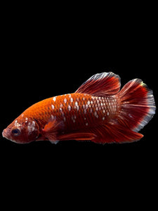 Male Halfmoon Plakat - Red Gold Glitter #0080 - Live Betta Fish