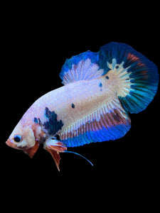 GIANT Male Halfmoon Plakat - Fancy Dragon #0081 - Live Betta Fish