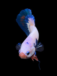 GIANT Male Halfmoon Plakat - Fancy Dragon #0081 - Live Betta Fish