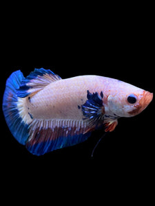 GIANT Male Halfmoon Plakat - Fancy Dragon #0081 - Live Betta Fish