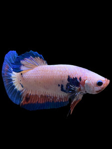 GIANT Male Halfmoon Plakat - Fancy Dragon #0081 - Live Betta Fish