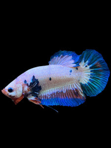 GIANT Male Halfmoon Plakat - Fancy Dragon #0081 - Live Betta Fish