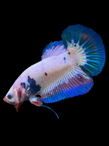 GIANT Male Halfmoon Plakat - Fancy Dragon #0081 - Live Betta Fish