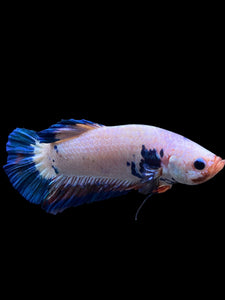 GIANT Male Halfmoon Plakat - Fancy Dragon #0081 - Live Betta Fish