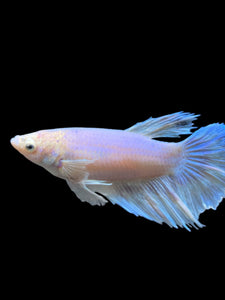 TOP GRADE Female Rosetail - Dumbo #0082 - Live Betta Fish