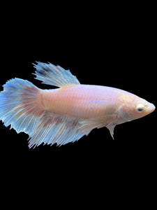 TOP GRADE Female Rosetail - Dumbo #0082 - Live Betta Fish