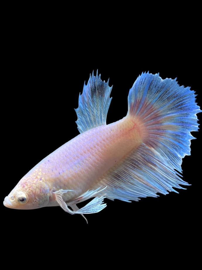 TOP GRADE Female Rosetail - Dumbo #0082 - Live Betta Fish