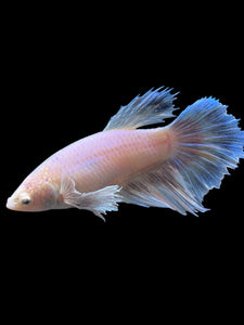 TOP GRADE Female Rosetail - Dumbo #0082 - Live Betta Fish