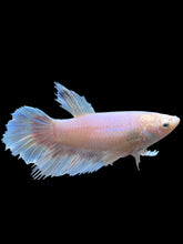 Load image into Gallery viewer, TOP GRADE Female Rosetail - Dumbo #0082 - Live Betta Fish
