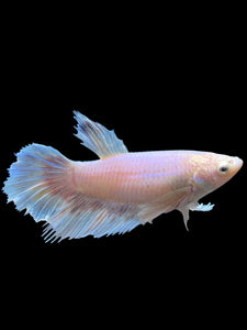 TOP GRADE Female Rosetail - Dumbo #0082 - Live Betta Fish