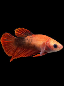 Female Halfmoon Plakat - Red FCCP #0083 - Live Betta Fish