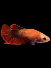 Load image into Gallery viewer, Female Halfmoon Plakat - Red FCCP #0083 - Live Betta Fish
