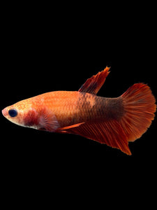 Female Halfmoon Plakat - Red FCCP #0083 - Live Betta Fish