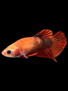 Female Halfmoon Plakat - Red FCCP #0083 - Live Betta Fish