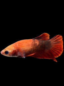 Female Halfmoon Plakat - Red FCCP #0083 - Live Betta Fish