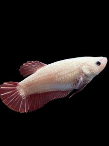 GIANT Female Halfmoon Plakat - Pink Dragon #0084 Live Betta Fish