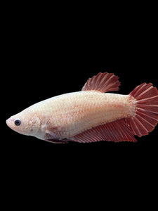 GIANT Female Halfmoon Plakat - Pink Dragon #0084 Live Betta Fish